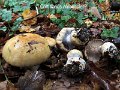 Cortinarius amoenolens-amf552-1
